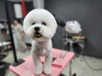 개언니네