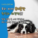 도기프렌즈 강아지유치원