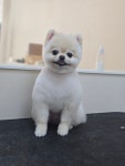 베베몽몽