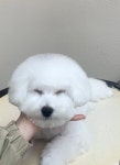 댕글리