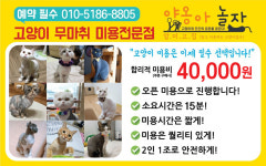 야옹아놀자 대구본점