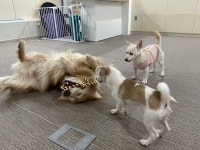 온마음동물교감센터