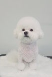 더봄애견