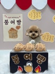 편안한댕