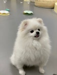 도담도담애견유치원