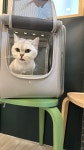 고양이미용사 임서영