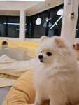 도담도담애견유치원