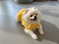 도담도담애견유치원