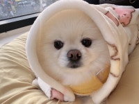 도담도담애견유치원