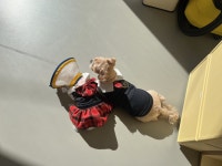 도담도담애견유치원