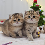 고양이분양 전문 달루나캣츠 마포점