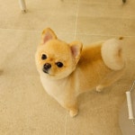 구산동강아지