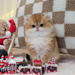 고양이분양 전문 달루나캣츠 마포점