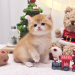 고양이분양 전문 달루나캣츠 마포점