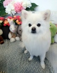 펫살롱