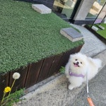 구산동강아지