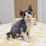 고양이분양 전문 달루나캣츠 마포점