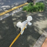 구산동강아지