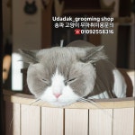 우다닥 고양이호텔 미용