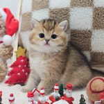 고양이분양 전문 달루나캣츠 마포점