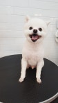 해피애견