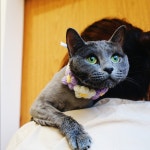 우다닥 고양이호텔 미용