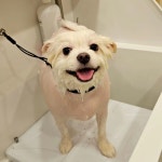 구산동강아지