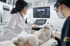 내과동물병원루미나