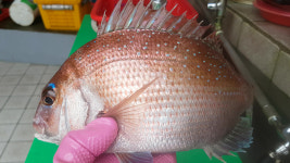 바다향기회식당