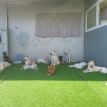 도로시지켜줄개