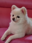 루루애견샵
