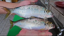 바다향기회식당