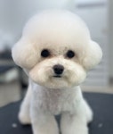 간지나개
