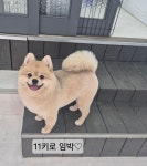 소중하개