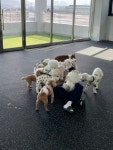 까만코댕치원