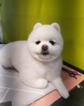 단아한펫