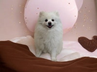 놀펫강아지유치원애견호텔서울애견유치원 성북본원