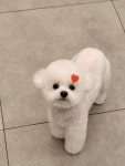 펫부띠끄 남악애견미용