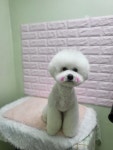 뽀송 애견미용