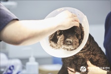 안양본동물의료센터