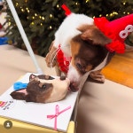 멍까루 강아지케이크 수제간식