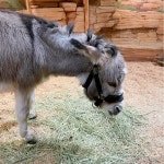 헬로우쥬 동물원