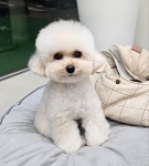 엘레멍스