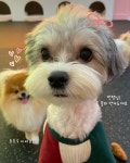 댕구르댕