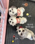 댕구르댕