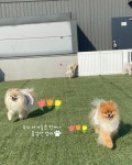 댕구르댕