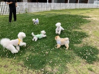 어반독