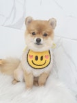 퍼피쌀롱 애견미용실