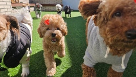 소소하개 애견유치원 애견호텔