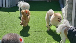 소소하개 애견유치원 애견호텔